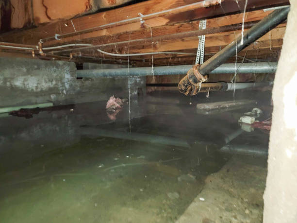 Best Carpet water damage restoration  in Bloomsburg, PA